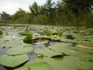 Риботень з panoramio.com