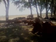 Підстепне з panoramio.com