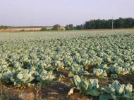 Розношенське з panoramio.com