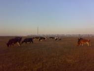 Стара Гута з panoramio.com