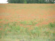 Кременівка з panoramio.com