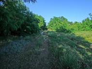 Пустельникове з panoramio.com
