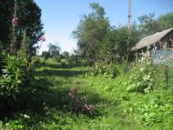 Щурівчики - Останні фото