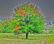 Пустельникове - Останні фото