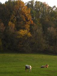 Несваткове з panoramio.com