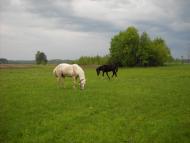 Марочкине з panoramio.com