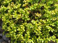 Новокрасне з panoramio.com