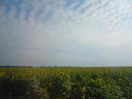 Zhovtneve - Latest photos