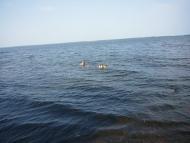 Ясинуватка з panoramio.com