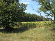 Стуфчинці з panoramio.com