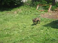 Бродівське з panoramio.com