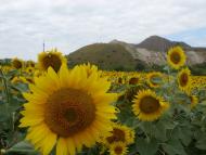 Новотроицкое - Последние фото