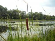 Риботень - Останні фото