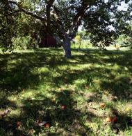 Нова Басань з panoramio.com