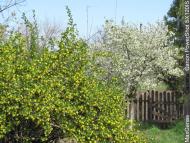 Миролюбівка з panoramio.com