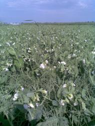 Плахтіївка з panoramio.com