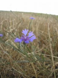 Княже з panoramio.com