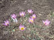 Нагірне з panoramio.com