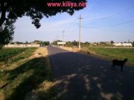 Шевченкове з panoramio.com