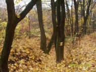 Новаки з panoramio.com