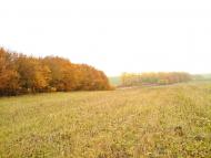 Куряни з panoramio.com