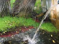 Тарасівці з panoramio.com