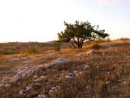 Пчолине з panoramio.com