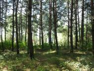 Торф'яне з panoramio.com