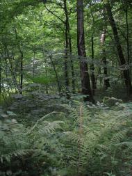 Княже з panoramio.com