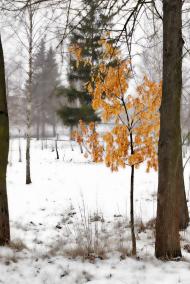 Березне в інтернеті