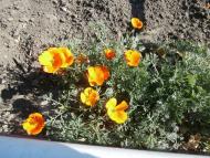 СТЕБНЕ. ХРАМ