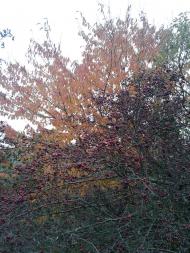 Вища Кропивна з panoramio.com