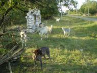 Моя родина с.Полковое