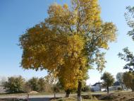 СТЕБНЕ. ХРАМ