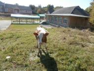 СТЕБНЕ. ХРАМ