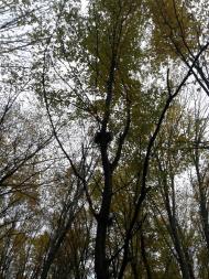 Вища Кропивна з panoramio.com