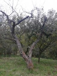 Вища Кропивна з panoramio.com