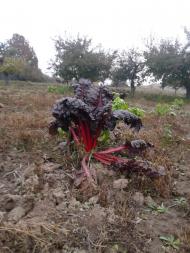 Вища Кропивна з panoramio.com