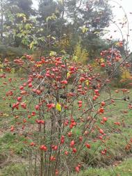 Вища Кропивна з panoramio.com