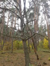 Вища Кропивна з panoramio.com