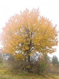 Вища Кропивна з panoramio.com