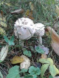 Вища Кропивна з panoramio.com