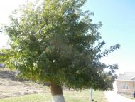 СТЕБНЕ. ХРАМ