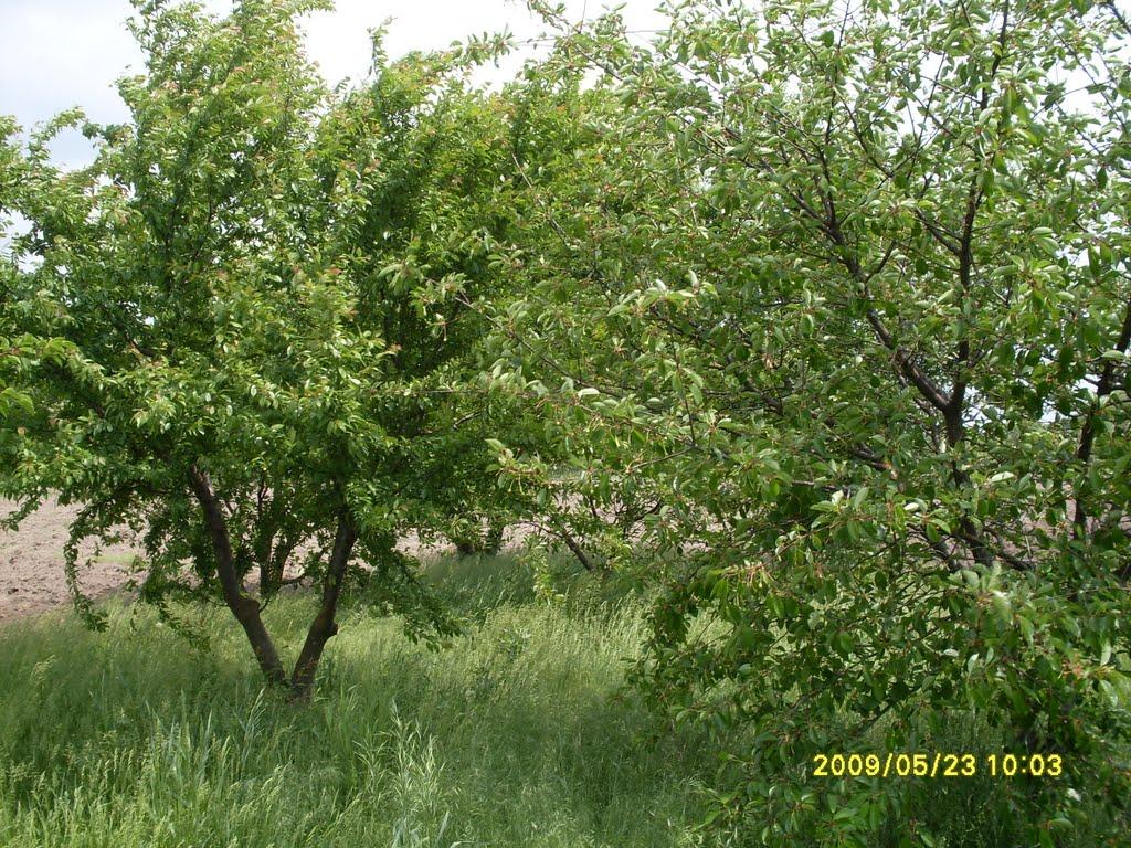 Новаки з panoramio.com - Новаки