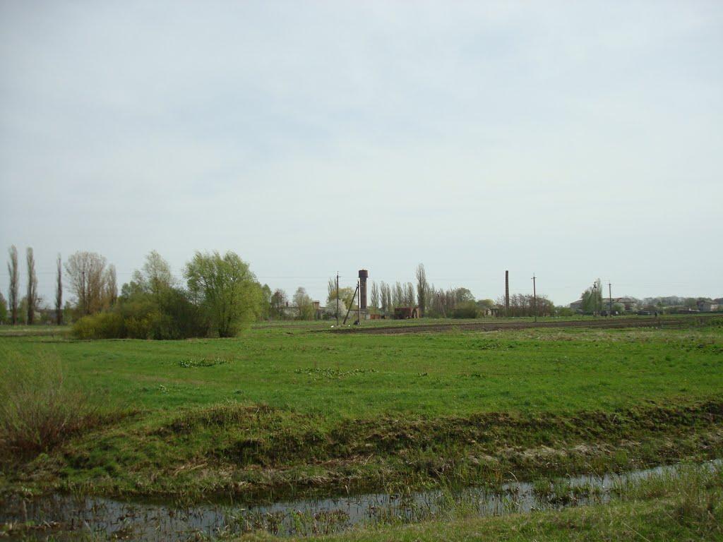 Голоби з panoramio.com - Голоби