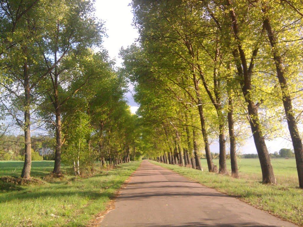 Вільшане з panoramio.com - Ольшаное