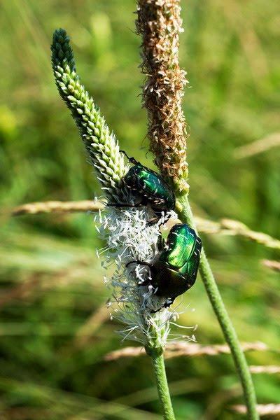 Садово-Хрустальненський з panoramio.com - Садово-Хрустальненський