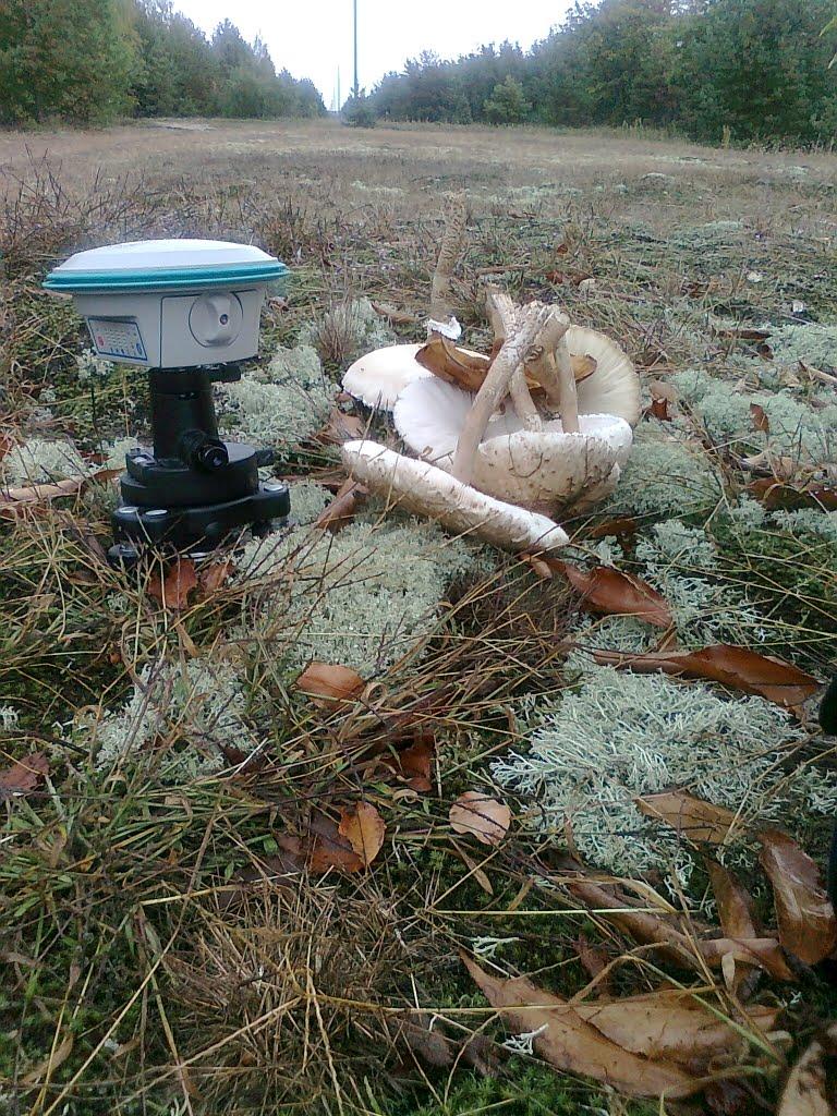 Ровжі з panoramio.com - Ровжи