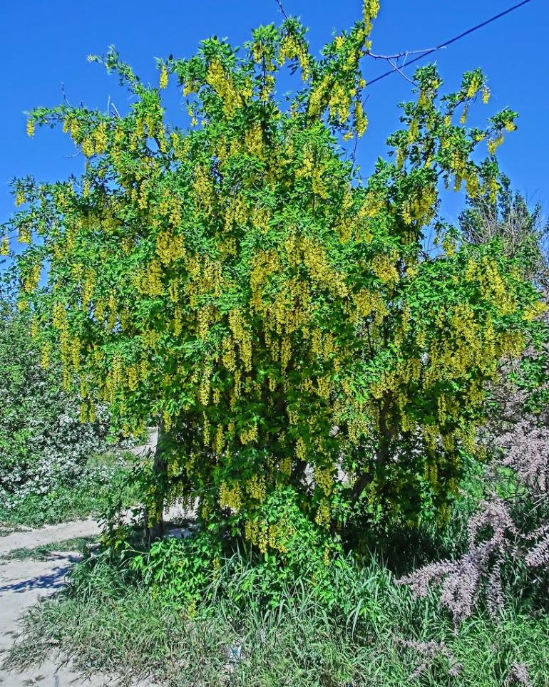 Новосільське з panoramio.com - Новосельское