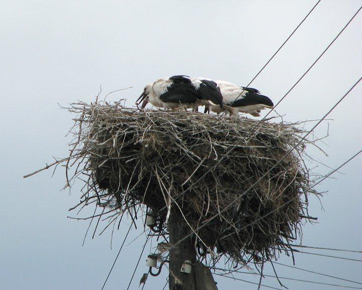 Колосівка з panoramio.com - Колосовка